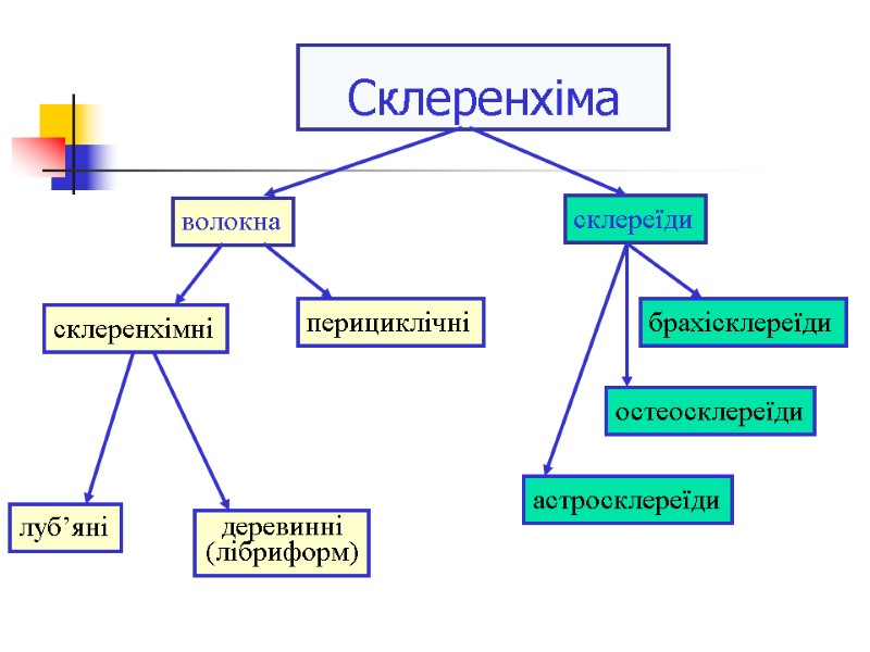 Склеренхіма волокна склереїди склеренхімні перициклічні луб’яні деревинні (лібриформ) брахісклереїди остеосклереїди астросклереїди